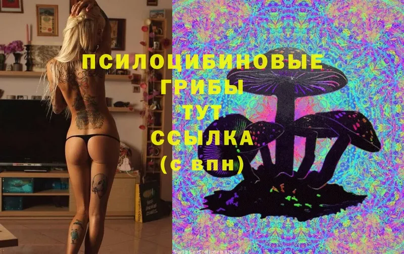 omg   Тетюши  Псилоцибиновые грибы MAGIC MUSHROOMS  как найти  